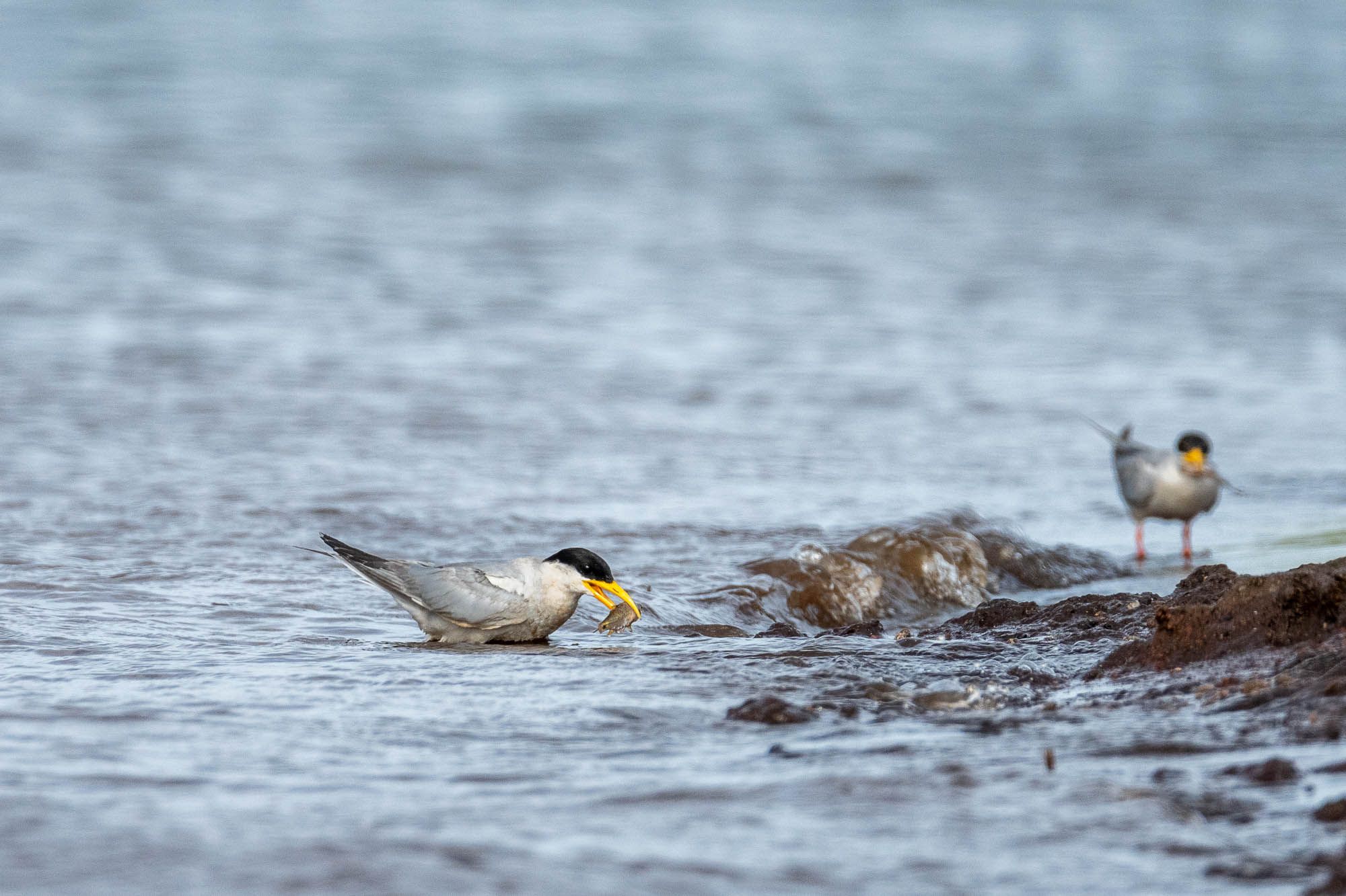 A river tern washes a gift fish for its intended mate. Photo: The author