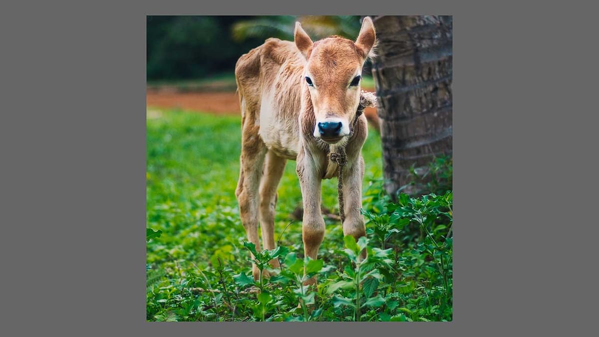 Our Bucolic Neighbours, and Some Questions on Land Use