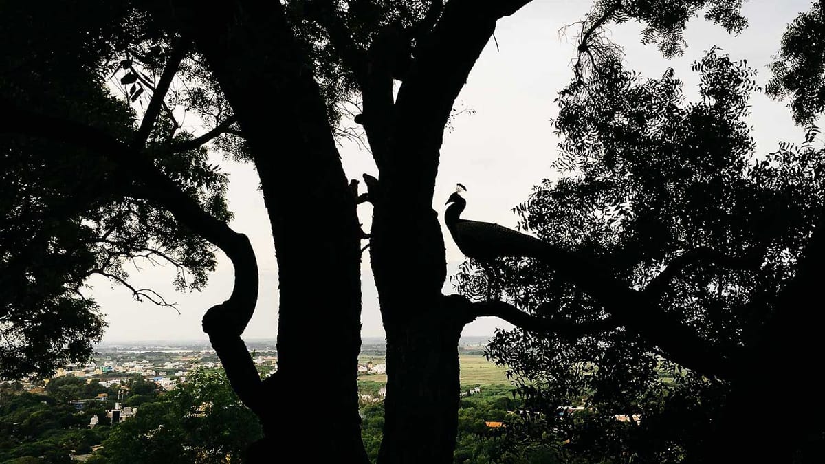 A Short Stay at Pasumalai in Madurai