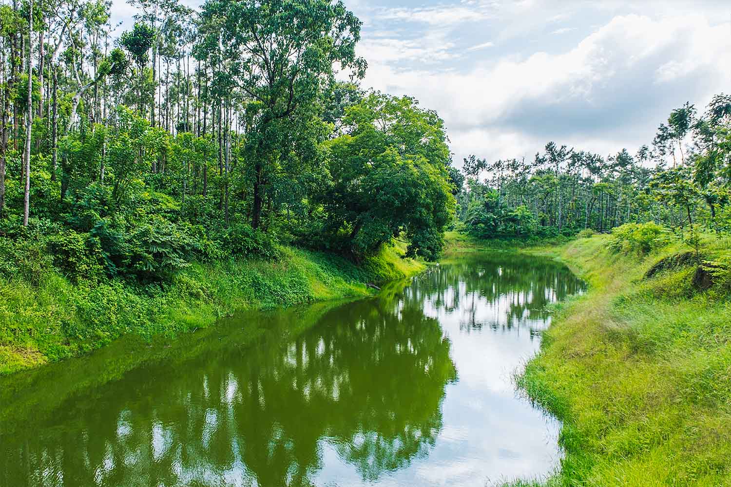 Locked Down Plantation, Elephants, Sandalwood Smugglers