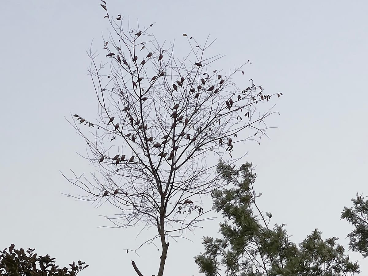 Evening at the Lemon Tree Coffee Plantation