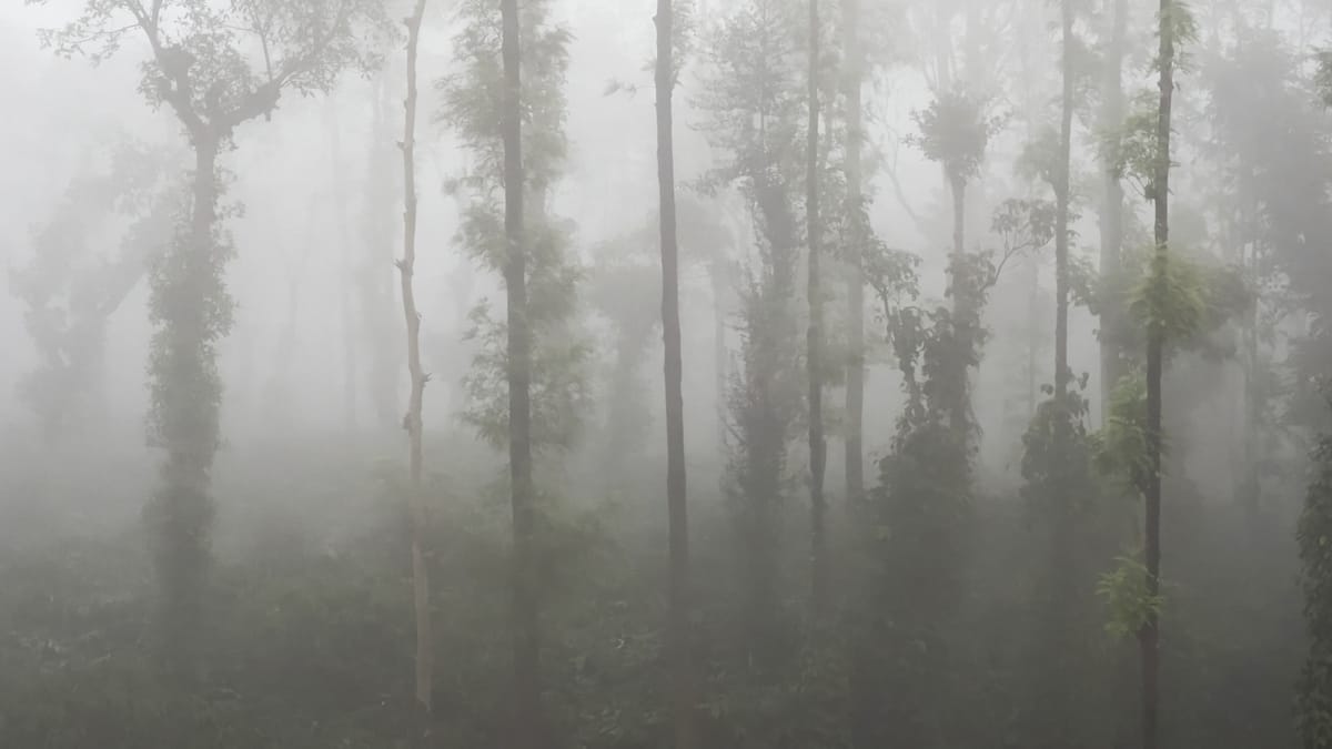 Misty Dawn and Sunny Days at Lemon-Tree Coffee Plantation