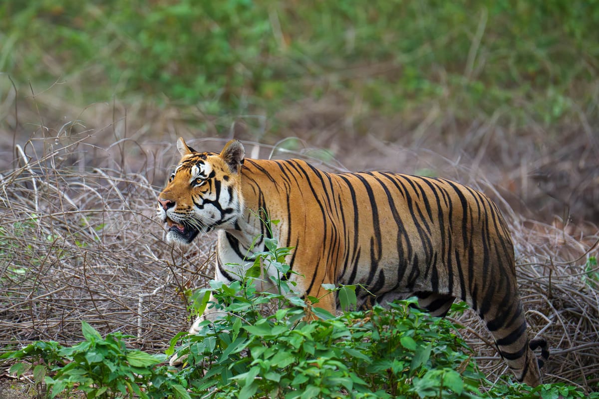 Indian Wildlife: Chasing Tiger at the Kanha National Park