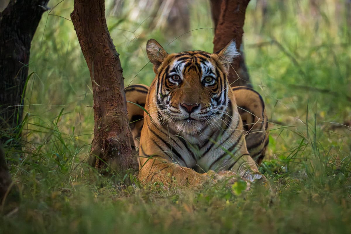 Indian Wildlife: In Tiger Country