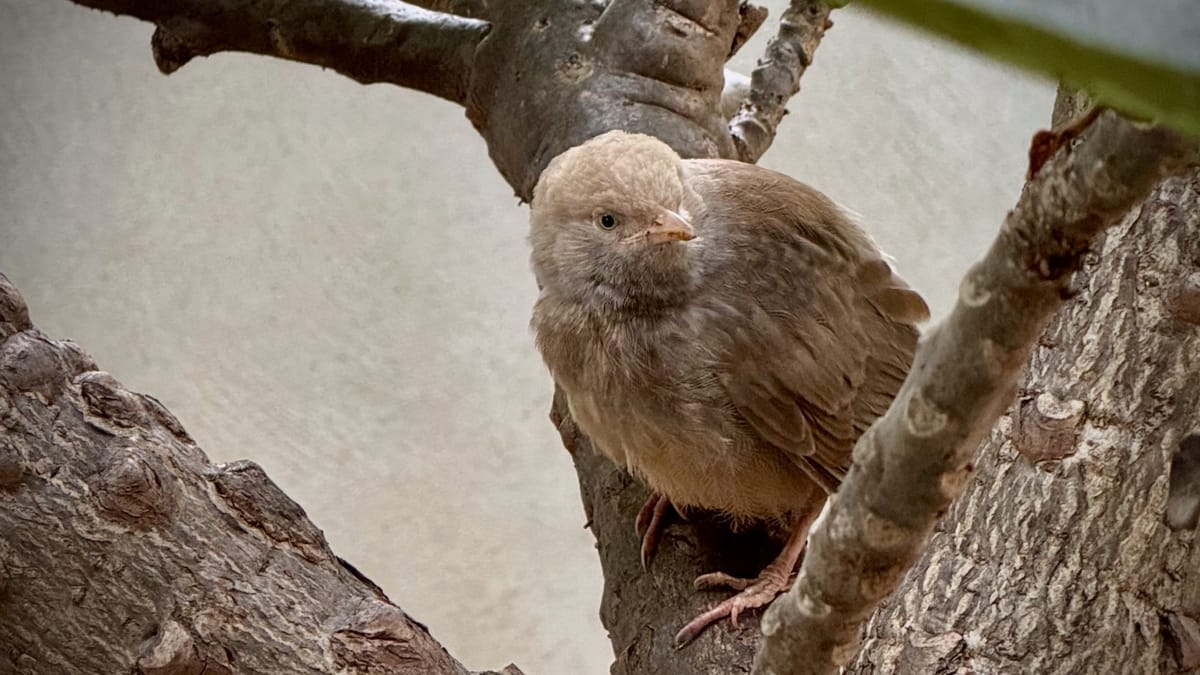 Yellow-billed Babbler, Bangalore; Photo: Shashikiran Mullur