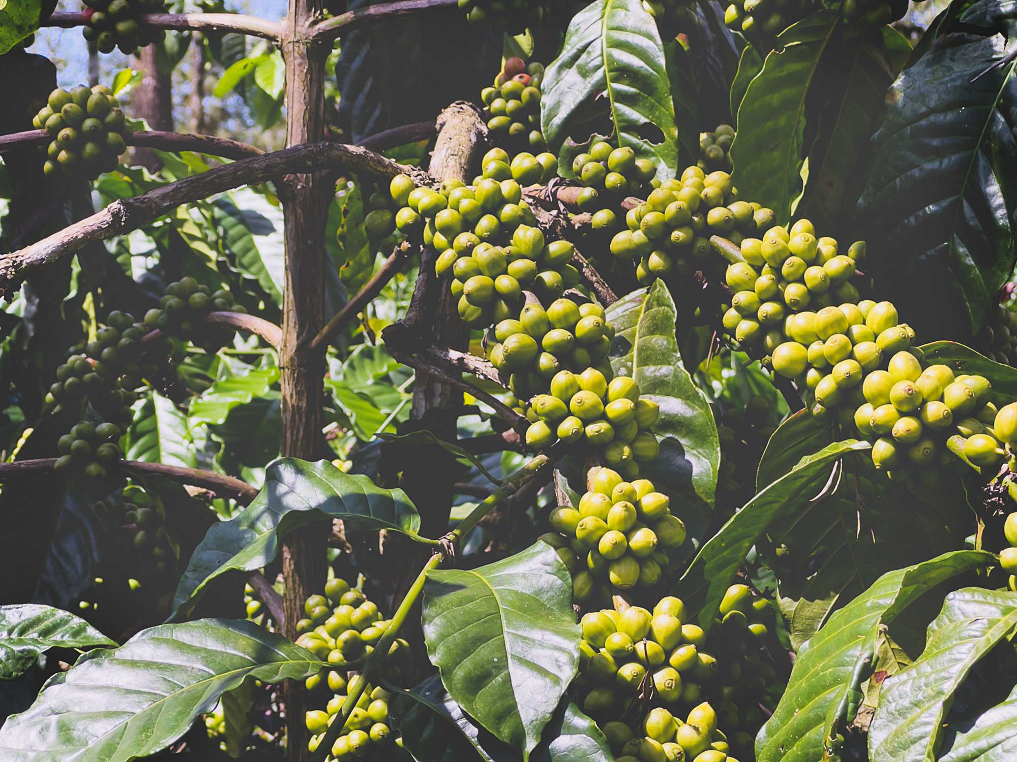 Robusta Coffee Beans