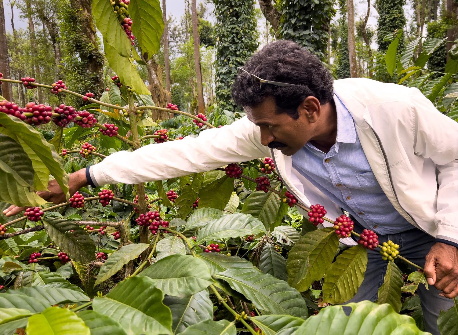 Dharmaraj, a role model to planters in the Indian coffee belt