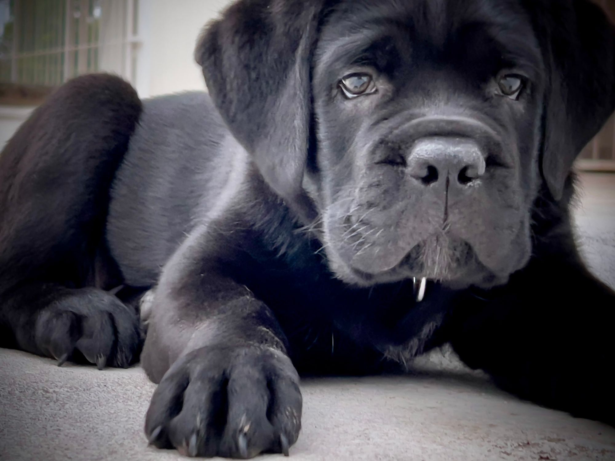Duke, our Cane Corso at 10 weeks old