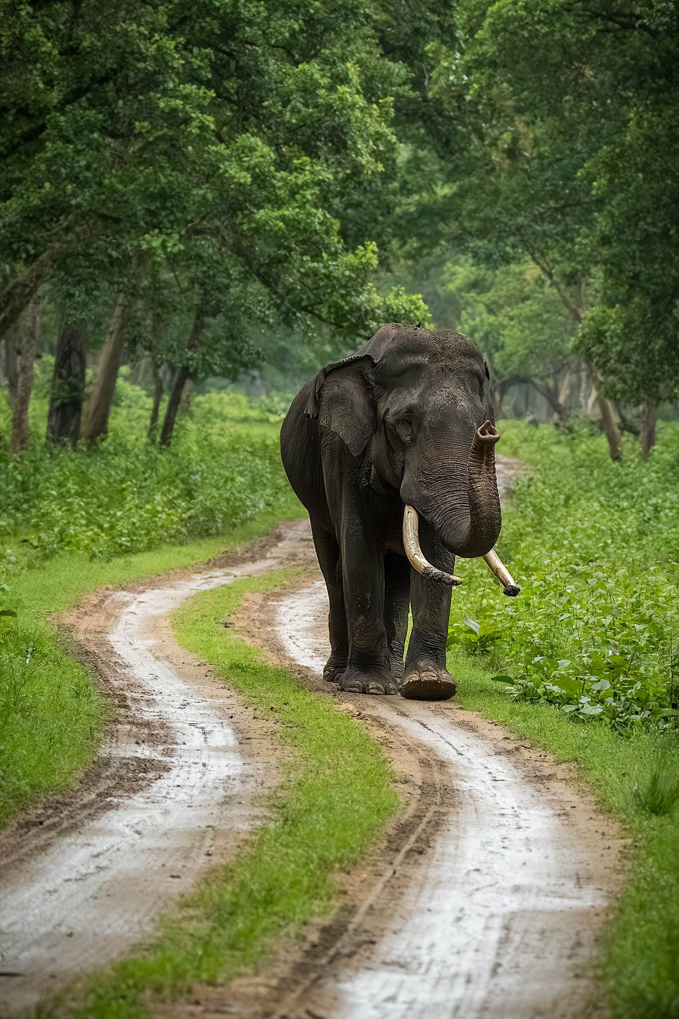 A tusker in musth in the forest at Kabini