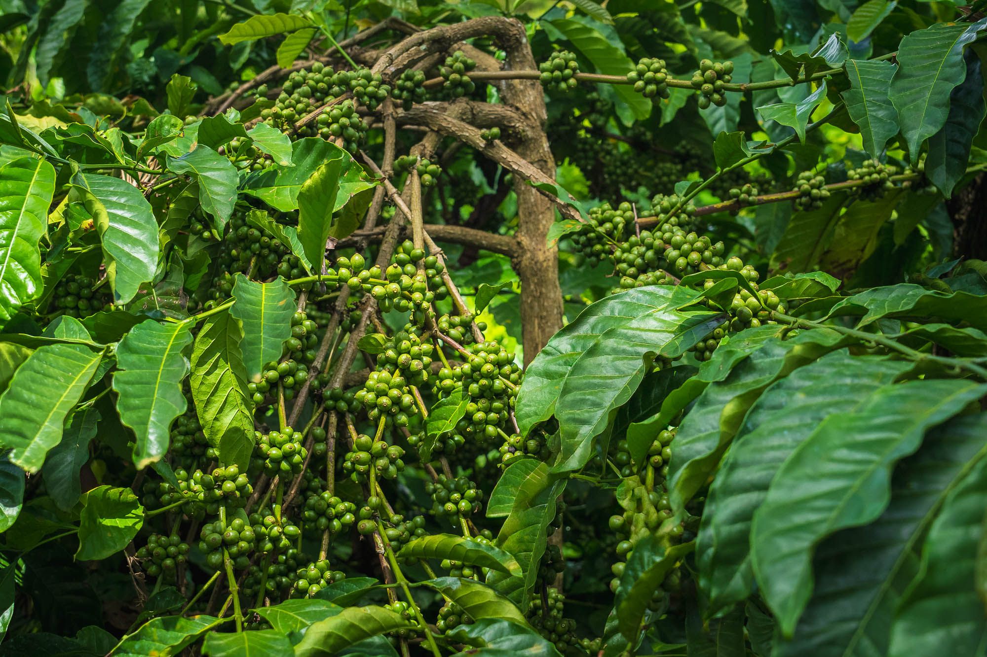 Robusta coffee beans, two months before harvest. Photo by Shashikiran Mullur