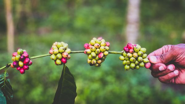 Robusta Coffee: 50 fruits to a cluster signal a good crop