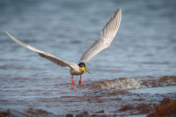 A river tern at the Bhadra reservoir, with a fresh-washed bilchi fish in its beak