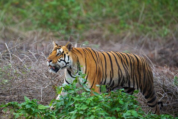 Tiger MV3at the Kanha National Park, Madhya Pradesh, India
