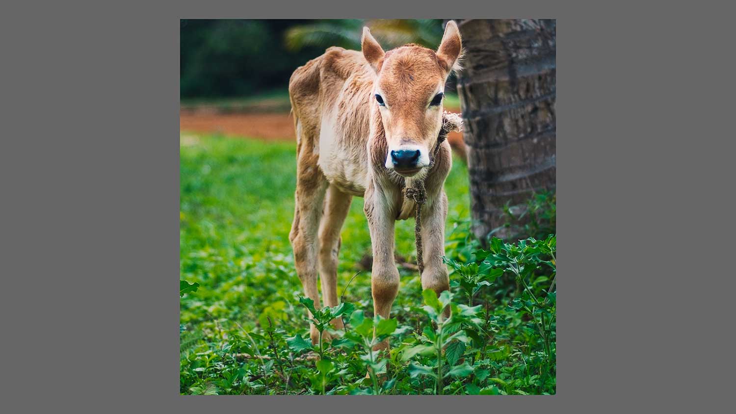 Our Bucolic Neighbours, and Some Questions on Land Use