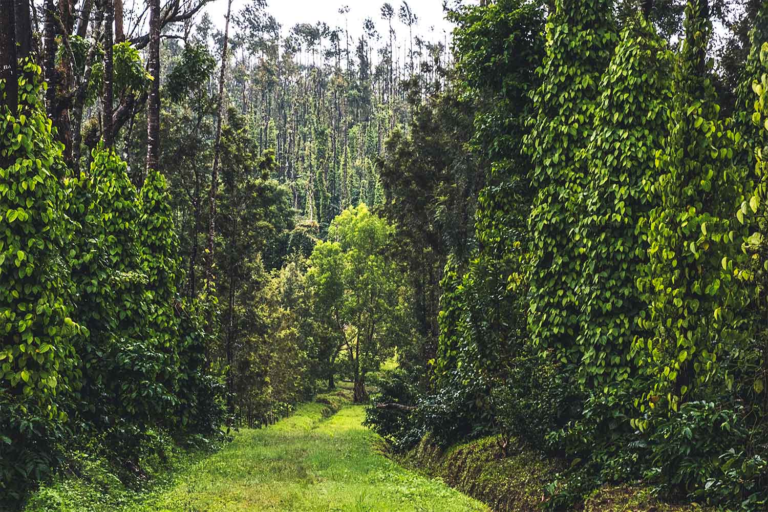 Sound And Silence In Coffee Country